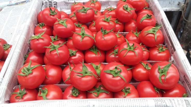 Bu pomidorlarda virus aşkarlandı