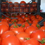 "Vasmoy" bazarında qəribə fırıldaq - Pomidorun qırmızı görünməsi üçün görün nə edirlər - VİDEO