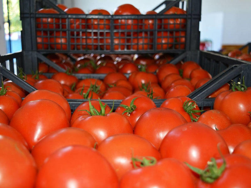 "Vasmoy" bazarında qəribə fırıldaq - Pomidorun qırmızı görünməsi üçün görün nə edirlər - VİDEO